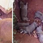 A kutya elrejtette a 9 kiskutyáját egy árokban, hogy megvédje őket a kegyetlen gazdájuktól