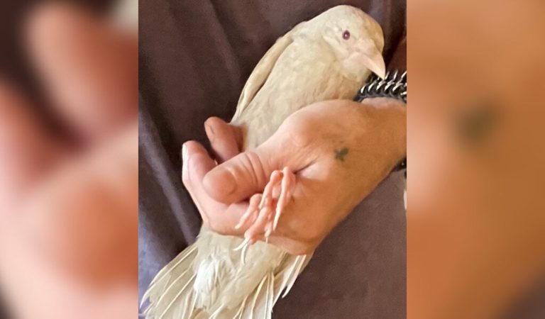 A mentők befogadtak egy sérült madarat – hamarosan rájöttek, hogy valami nincs rendben